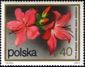Kwiaty krzewów