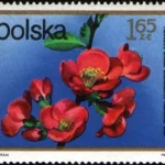 Kwiaty krzewów