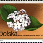 Kwiaty krzewów