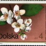 Kwiaty krzewów