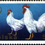 XXVI Zjazd Europejskiej Federacji Zootechnicznej w Warszawie