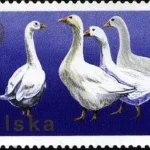 XXVI Zjazd Europejskiej Federacji Zootechnicznej w Warszawie