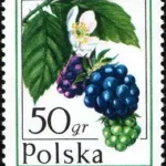 Owoce leśne