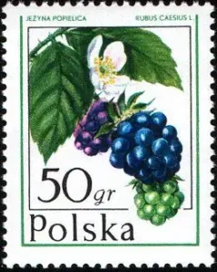 Owoce leśne