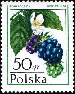 Owoce leśne