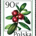 Owoce leśne