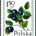 Owoce leśne