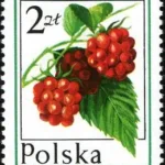 Owoce leśne