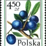 Owoce leśne