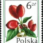 Owoce leśne