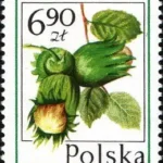 Owoce leśne