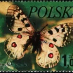 Motyle