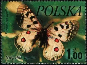 Motyle