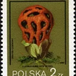 Grzyby niejadalne pod ochroną