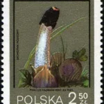 Grzyby niejadalne pod ochroną