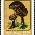 Grzyby niejadalne pod ochroną
