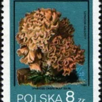 Grzyby niejadalne pod ochroną