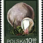 Grzyby niejadalne pod ochroną