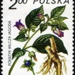 Rośliny lecznicze