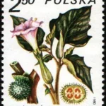 Rośliny lecznicze