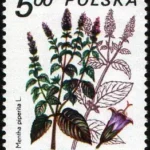 Rośliny lecznicze