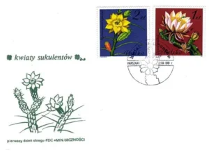 Kwiaty sukulentów - kaktusy