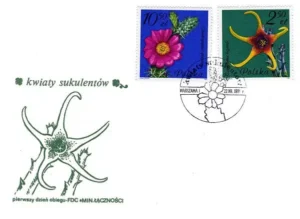 Kwiaty sukulentów - kaktusy