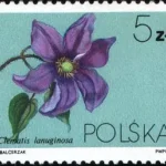Powojniki - Clematis