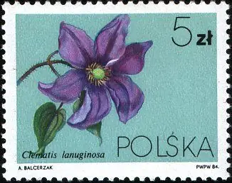 Powojniki - Clematis