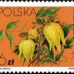 Powojniki - Clematis