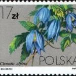 Powojniki - Clematis