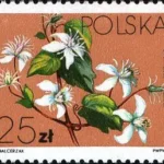 Powojniki - Clematis