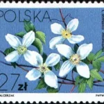 Powojniki - Clematis