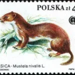 Chronione zwierzęta futerkowe