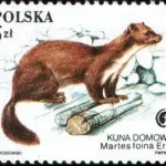 Chronione zwierzęta futerkowe