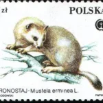 Chronione zwierzęta futerkowe