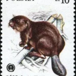 Chronione zwierzęta futerkowe