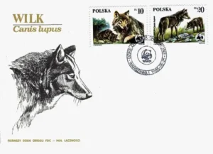 Dzikie zwierzęta chronione - wilk
