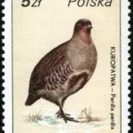Ptactwo i zwierzyna łowna