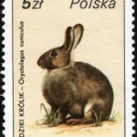 Ptactwo i zwierzyna łowna