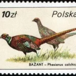 Ptactwo i zwierzyna łowna