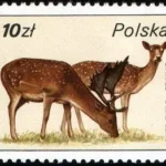 Ptactwo i zwierzyna łowna