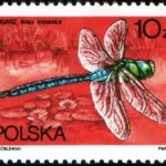 Ważki polskie