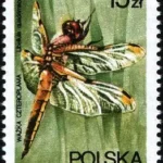 Ważki polskie
