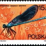 Ważki polskie