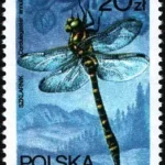 Ważki polskie