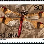 Ważki polskie