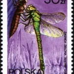 Ważki polskie