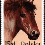 Konie