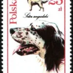 Psy myśliwskie